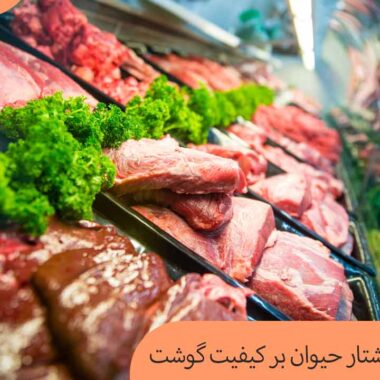 تاثیر نحوه کشتار حیوان بر کیفیت گوشت