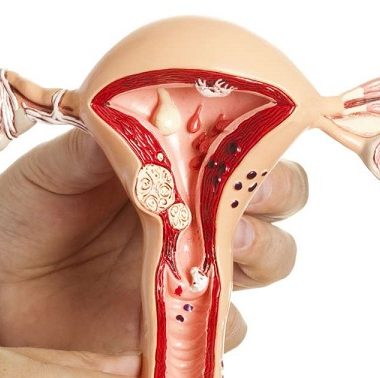 عملکرد تخمدان ها و تخمک گذاری - تخمک گذاری - هورمون های جنسی
