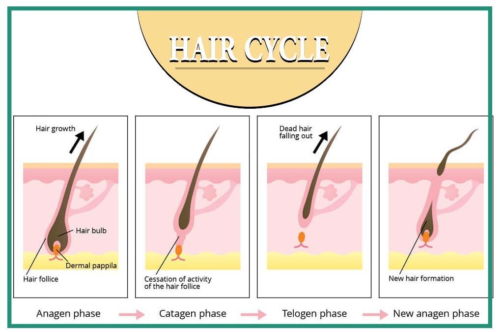 هر آنچه باید در مورد ریزش مو و چرخه رشد مو باید بدانید