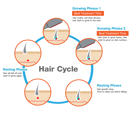هر آنچه باید در مورد ریزش مو  و چرخه رشد مو باید بدانید