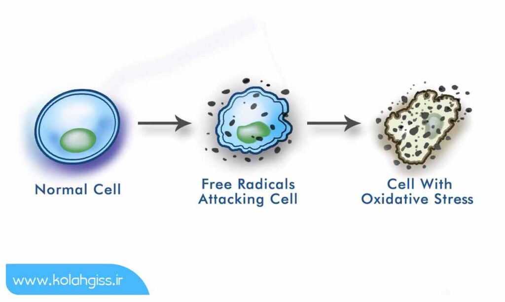 تاثیر تولید انرژی و رادیکال های آزاد بر سلامت بدن انسان